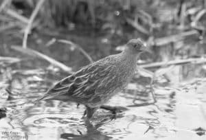 The striped crake is a rare sight in Tanzania, but its habitat and distribution can be found throughout Africa!