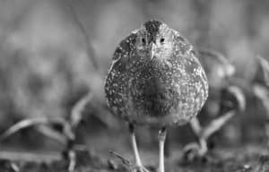 Join the mission to protect the Spotted Crake in Tanzania from extinction. 