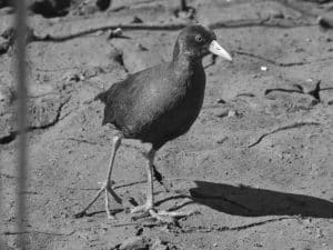 The black crake is a special species found in Tz wetlands.