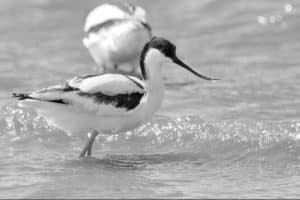 A beak full of brilliance! Dive into the Pied Avocet's genius feeding strategy.