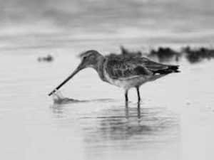 Beyond Borders Tanzania as a Haven for Black-Tailed Godwits – A Tapestry of Avian Riches!