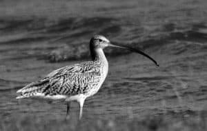 Birdwatching Tips to Uncover the Stealthy Eurasian Curlew in Tanzania's Natural Canvas!