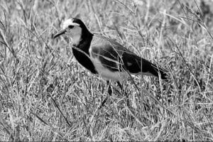 Birdwatching adventures that fuel conservation for the Long-Toed Lapwing in Tanzania.