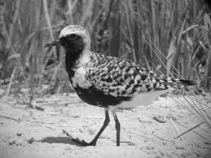 Black-Bellied Plover's dazzling displays and electrifying chases across Tanzania's shores.