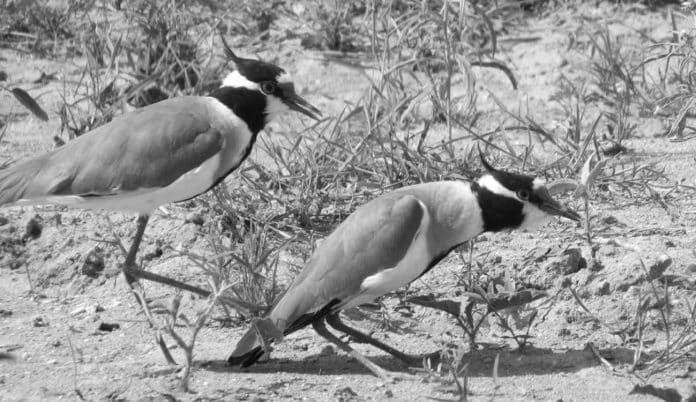 Black-Headed Lapwing in Tanzania Crested - Companions of the Coastal Wetlands