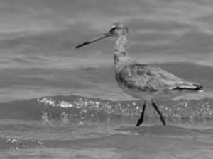 Black-Tailed Godwits and Their Vital Role in Sustaining Tanzania's Ecosystem – Where Wings Meet Wisdom!