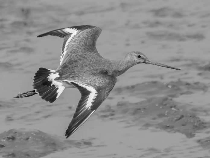Black-Tailed Godwits in Tanzania - The Fascinating Journey of Long-Distance Fliers