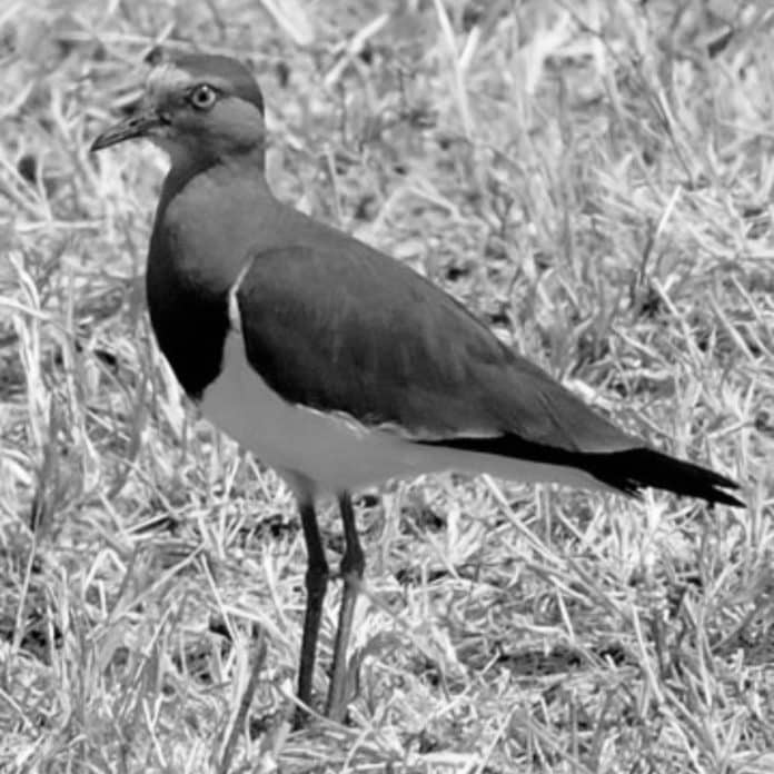 Black-Winged Lapwing in Tanzania - Nocturnal Flyers in Eastern Africa