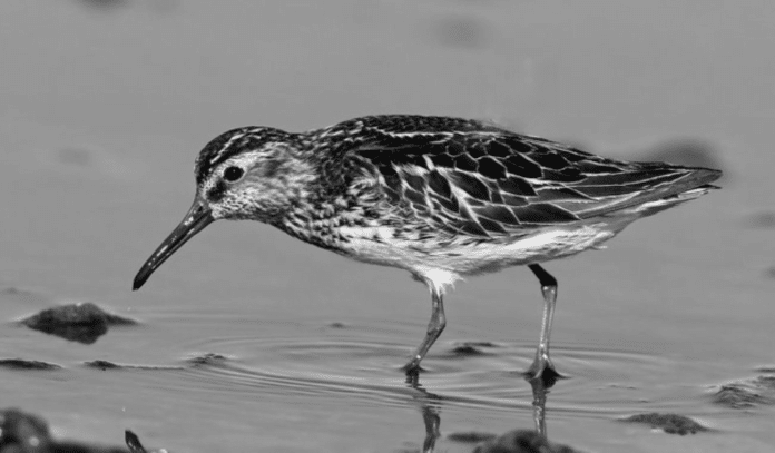 Broad-Billed Sandpipers in Tanzania - Admiring the Unique Beak of These Waders
