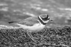 Brushstrokes of Nature - Habitat Tales and Distribution Secrets of Tanzania's Common Ringed Plover