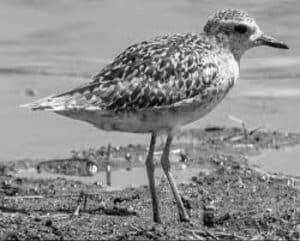 Can we help the Pacific Golden-Plover navigate the stormy seas of climate change