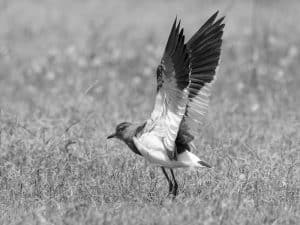 Capture the Magic of Tanzania's Senegal Lapwings in Every Frame