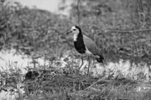 Charting the map of the Long-Toed Lapwing's Tanzanian haven.