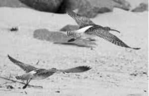 Concluding the Spellbinding Saga of Whimbrel Migration – Where Tanzanian Skies Tell Tales!