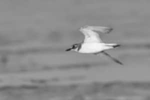 Conservation Chronicles - The Struggle and Triumphs of Tanzania's Majestic Greater Sand-Plover