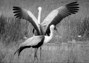 Conservation efforts are taking flight for Wattled Cranes in Tanzania!