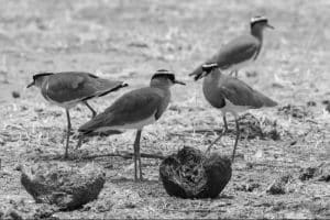 Decoding the Distinctive Dance and Dazzle of Tanzania's Crowned Lapwings
