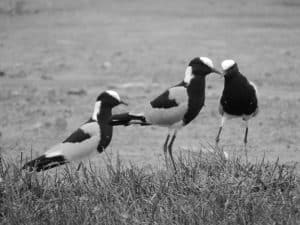 Decoding the secrets of the Blacksmith Lapwing's courtship dance in Tanzania