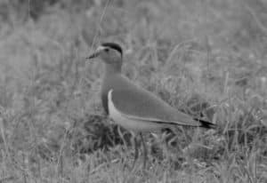 Delving into the Astonishing World of the Brown-Chested Lapwing in Tanzania