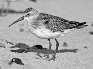 Discovering Curlew Sandpipers in Tanzania's Coastal Wonderlands - Where Nature Paints with Feathers!