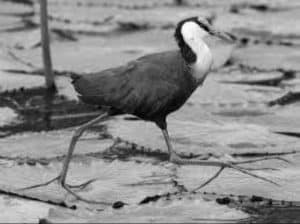 Dive into the Physical Charms and Quirky Behavior of the African Jacana