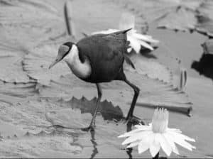Examining the Challenges that African Jacanas Encounter in Tanzania 🦢