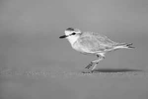 Examining the Delicate Dance of Tourism on White-fronted Plovers in Tanzania - Treading Lightly for Avian Harmony!