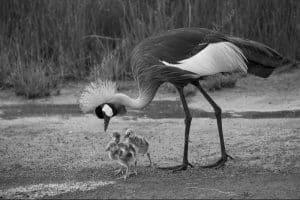 Explore the amazing wildlife of Tanzania and discover the beauty of cranes in Tanzania!