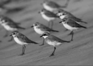 Exploring Lesser Sand-Plover Research and the Ongoing Conservation Symphony in Tanzania