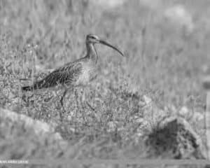 Exploring the Eurasian Curlew's Habitat and Distribution Symphony!