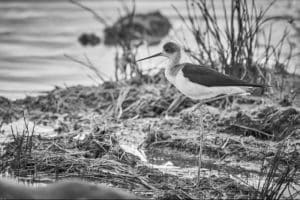 Feasting finesse! Watch the Black-Winged Stilt's acrobatic hunt for tiny treats in Tanzania's wetlands