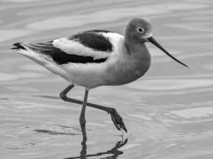 Find Tz stilts and avocets in their natural habitat, thriving in the diverse wildlife
