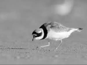 Follow the Feathers - Mapping the Aerial Adventures in the Migration Story of Tanzania's Common Ringed Plover