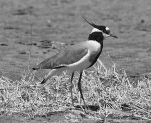 From Tanzania's Shores to the Sky - Unbelievable Lapwing Tales You Won't Believe