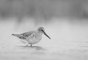From Tundra to Tropics The Habitat and Migration Poetry of the Tanzanian Broad-Billed Sandpiper - Nature's Nomad in Flight!