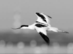 From beak to toe, a feathered marvel! Tanzania's Pied Avocet surprises with every step