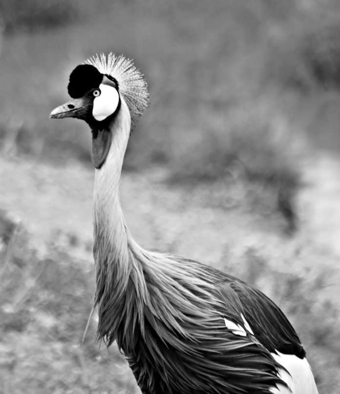 Gray Crowned-Crane in Tanzania - Elegance Amidst Wetland Abundance