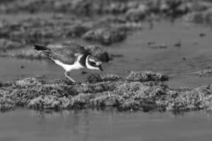 Guardians of the Shorelines - Chronicles of Efforts and Initiatives to Conserve Tanzania's Common Ringed Plover