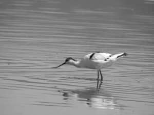 Habits of stilts and avocets in Tanzania! Nature at its finest!