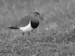 Help Secure the Future of Tanzania's Black-Winged Lapwings