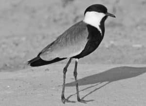 How responsible tourism can protect the Spur-Winged Plover, Tanzania's avian ambassador.