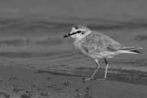 Joining Forces in Conservation for White-fronted Plovers in Tanzania - Ensuring a Safe Haven in the Wild