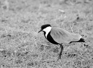 Joining hands to secure the future of the Spur-Winged Plover, a symbol of resilience in Tanzania's changing landscapes.