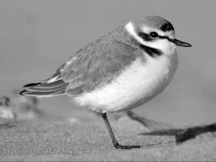Kentish Plover in Tanzania - Small Plovers with Big Character