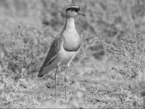 Learn about the vital role Plovers and Lapwings play in healthy Tanzanian ecosystems.