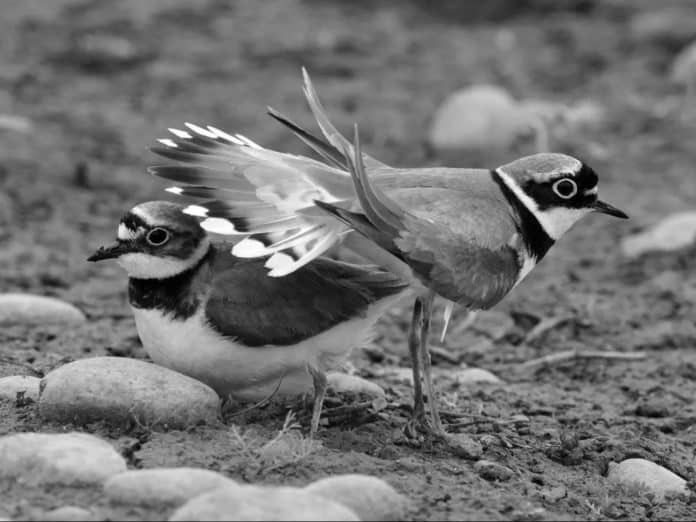 Little Ringed Plover in Tanzania - Petite Plovers Gracing Tanzanian Wetlands