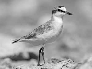 Mapping the Habitat and Distribution of White-fronted Plovers, Where Tanzanian Shores Tell Tales!