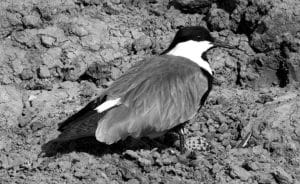Mapping the Tanzanian territories of the Spur-Winged Plover, a fearless defender of its domain