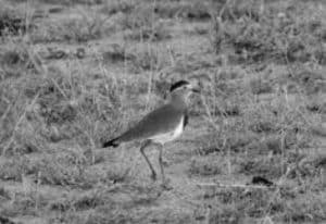 Navigating the Challenges and Hope for the Brown-Chested Lapwing in Tanzania