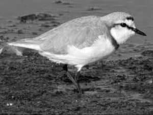 Navigating the Habitat and Distribution of the Chestnut-Banded Plover in Tanzania's Coastal Charms!